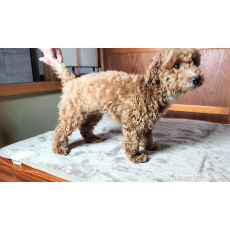 成約済の秋田県のマルプー:マルチーズ×トイプードル-413268の4枚目